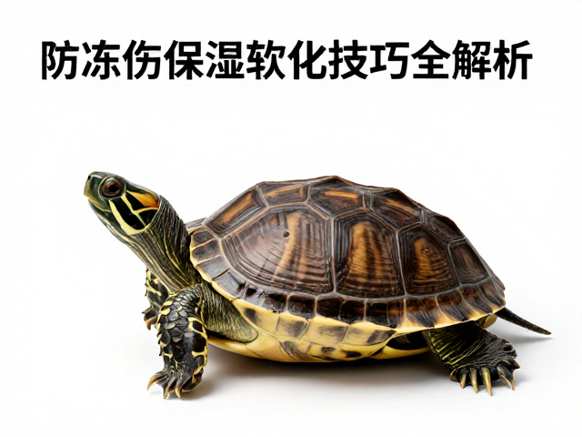 乌龟蜕皮周期多长？防冻伤保湿软化技巧全解析