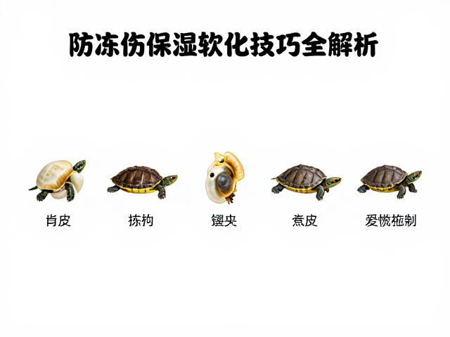 乌龟蜕皮周期多长？防冻伤保湿软化技巧全解析
