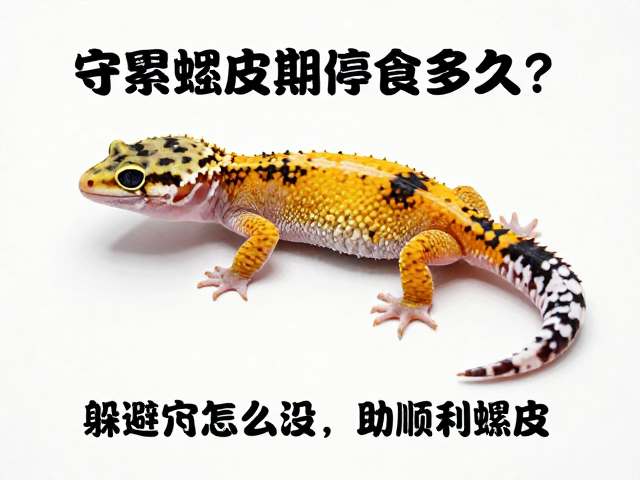 守宫蜕皮期停食多久？躲避穴怎么设助顺利蜕皮