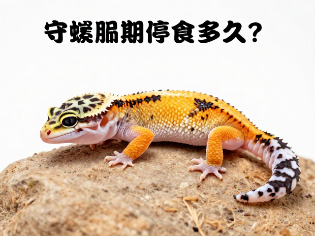 守宫蜕皮期停食多久？躲避穴怎么设助顺利蜕皮