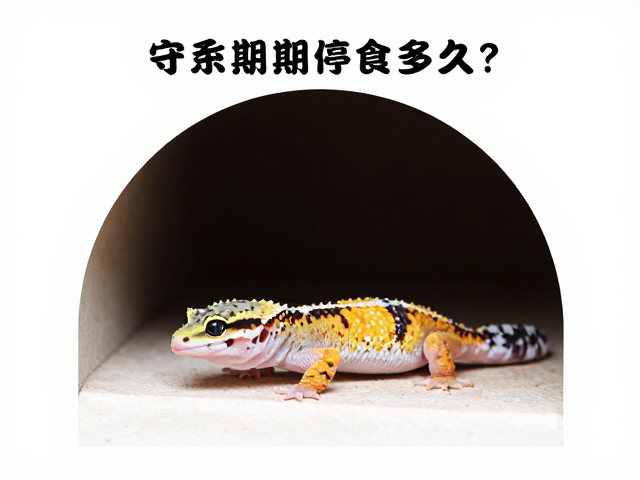 守宫蜕皮期停食多久？躲避穴怎么设助顺利蜕皮