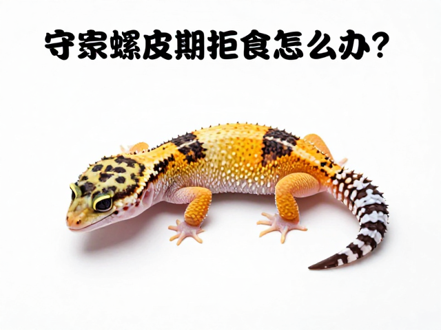 守宫蜕皮期拒食怎么办？保持通风良好助顺利蜕皮