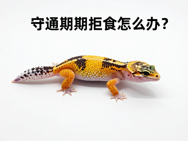 守宫蜕皮期拒食怎么办？保持通风良好助顺利蜕皮
