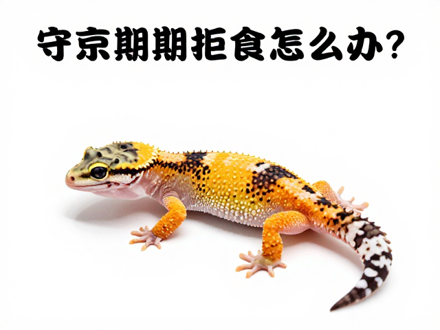 守宫蜕皮期拒食怎么办？保持通风良好助顺利蜕皮