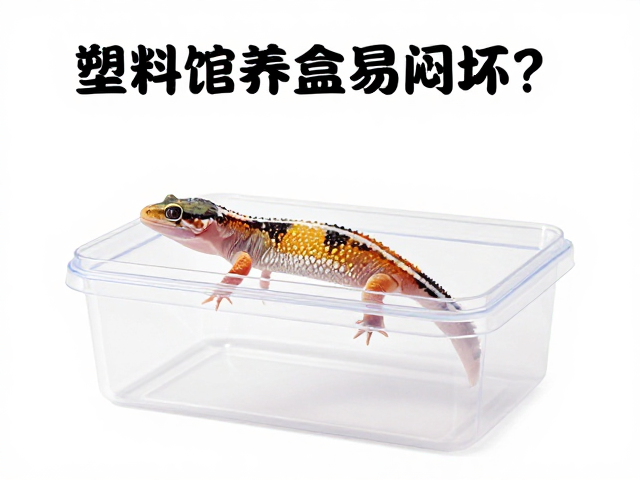 避坑指南，塑料饲养盒易闷坏？揭秘守宫蜕皮周期与透气优化