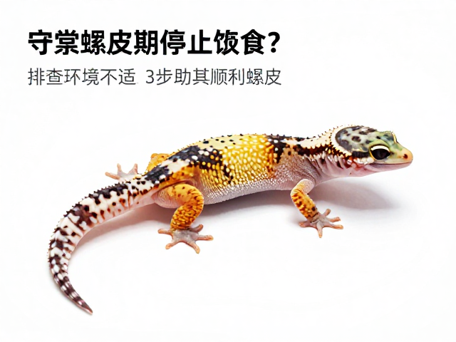 守宫蜕皮期停止进食？排查环境不适，3步助其顺利蜕皮