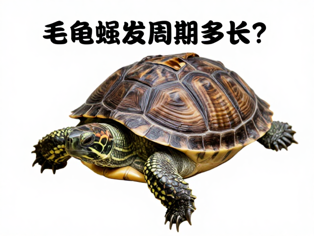乌龟蜕皮周期多长？卡肢及常见蜕皮问题排查指南