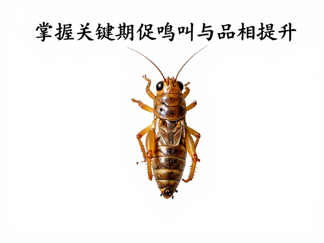 蟋蟀成蛛期蜕皮周期详解，掌握关键期促鸣叫与品相提升