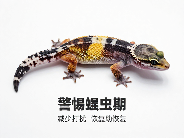 守宫体色变深发暗？警惕蜕皮期，减少打扰助恢复
