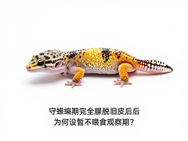 守宫蜕皮期完全脱离旧皮后,为何要设暂不喂食观察期?