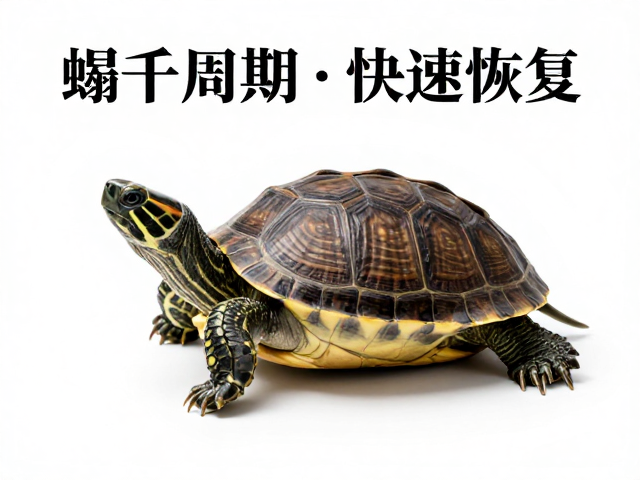 乌龟蜕皮期停食避高温,掌握蜕皮周期助快速恢复