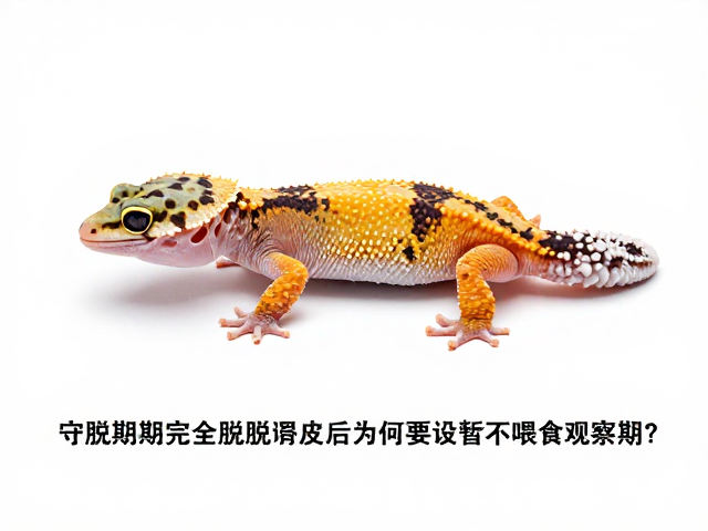 守宫蜕皮期完全脱离旧皮后，为何要设暂不喂食观察期？