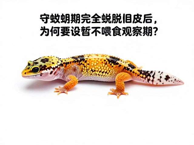 守宫蜕皮期完全脱离旧皮后,为何要设暂不喂食观察期?