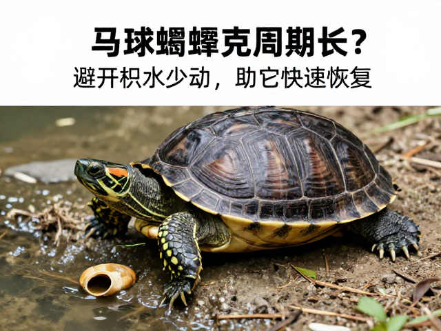 乌龟蜕皮周期长？避开积水少动，助它快速恢复