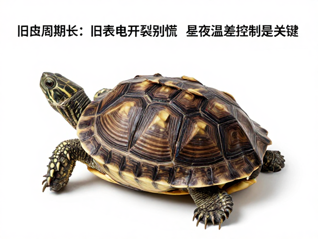 龟壳蜕皮周期长？旧表皮开裂别慌，昼夜温差控制是关键
