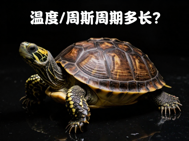乌龟蜕皮周期多长？保持温度稳定助新表皮快速硬化