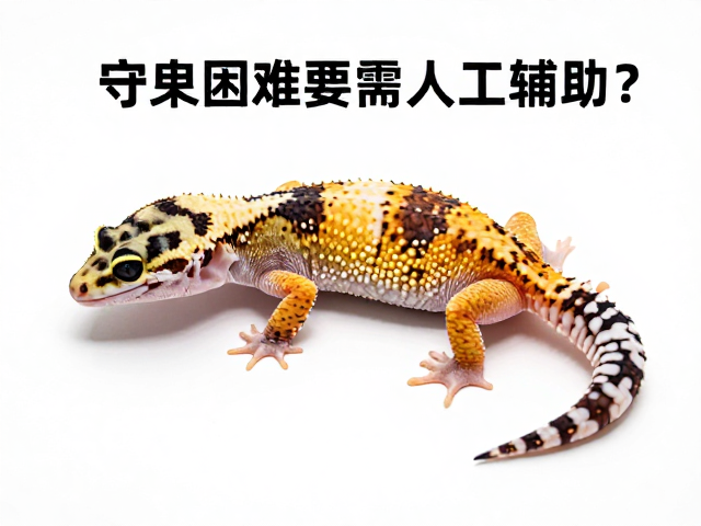 守宫蜕皮困难需人工辅助？结合体重变化看蜕皮周期与养护