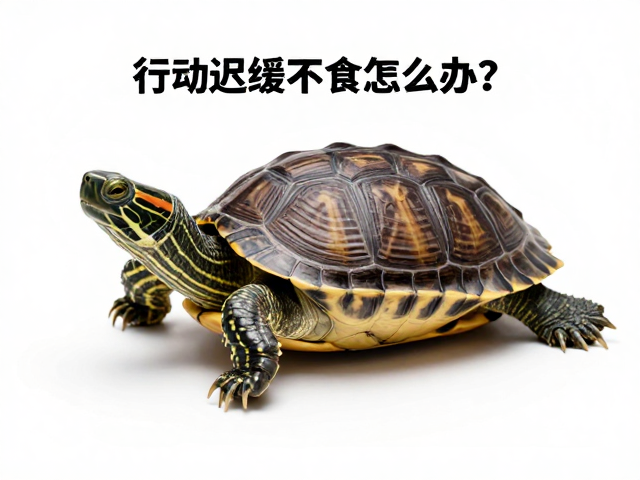 乌龟蜕皮周期与粘连，行动迟缓不食怎么办？