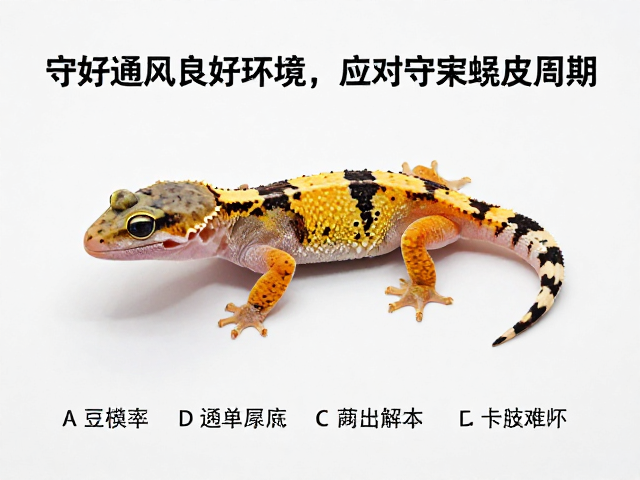 守好通风良好环境，应对守宫蜕皮周期与卡肢难题