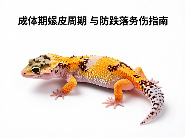守宫成体期蜕皮周期与防跌落受伤指南