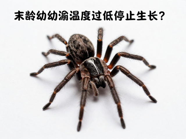 末龄幼蛛温度过低停止生长？揭秘蜕皮周期与急救措施