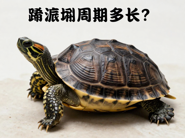 乌龟蜕皮周期多长？保持湿度，避免强行拉扯，助其健康换甲