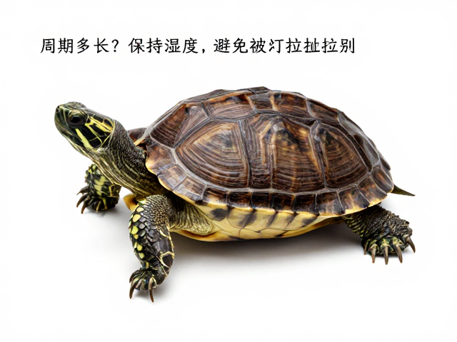 乌龟蜕皮周期多长？保持湿度，避免强行拉扯，助其健康换甲