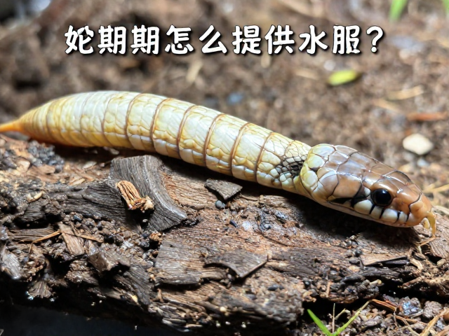 蛇蜕皮期怎么提供水源？新皮柔软脆弱需小心呵护