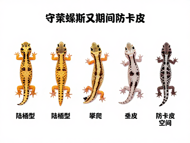 守宫蜕皮周期详解，陆栖型需垂直攀爬空间防卡皮