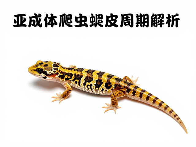亚成体爬宠蜕皮周期解析，如何助其完全脱离旧皮？