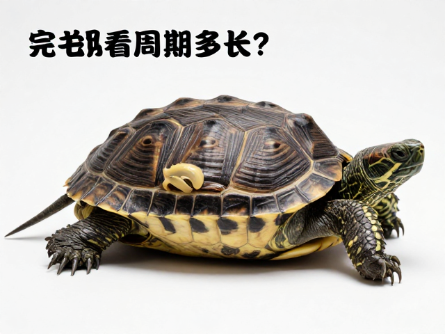乌龟蜕皮周期多长？完全脱离旧皮需避强光，新手避坑指南