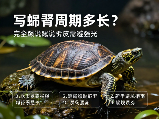 乌龟蜕皮周期多长？完全脱离旧皮需避强光，新手避坑指南
