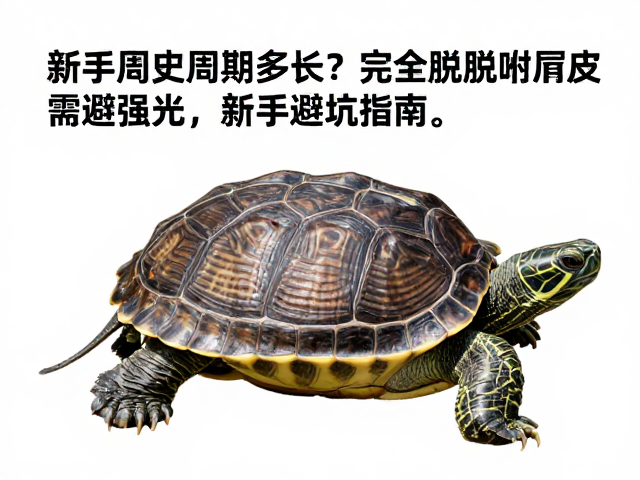 乌龟蜕皮周期多长？完全脱离旧皮需避强光，新手避坑指南