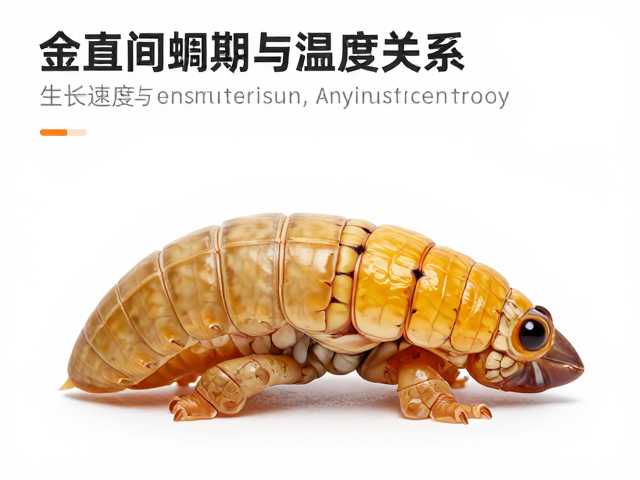 金直间蜕皮周期与温度稳定关系，生长速度中等如何养护