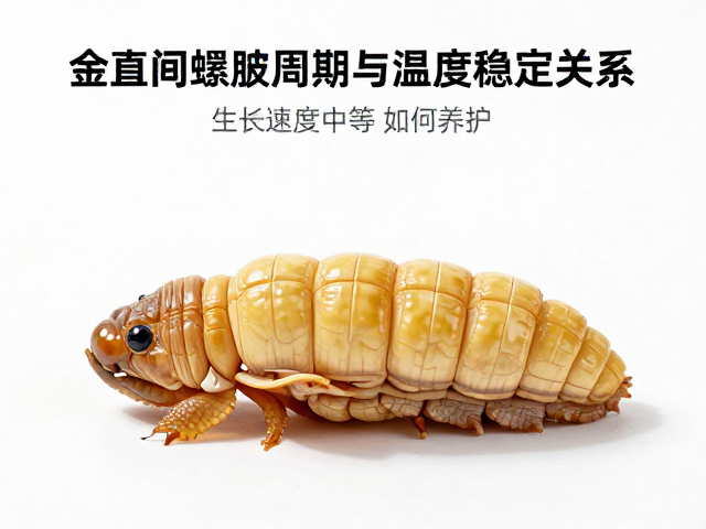 金直间蜕皮周期与温度稳定关系,生长速度中等如何养护