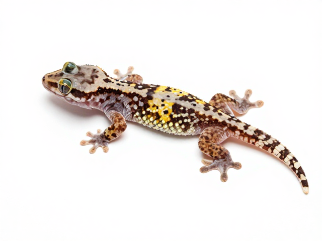 壁虎蜕皮期躲避高温，寻找隐蔽处防应激