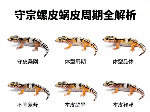 守宫蜕皮旧皮破裂？不同品种体型差异下的蜕皮周期全解析