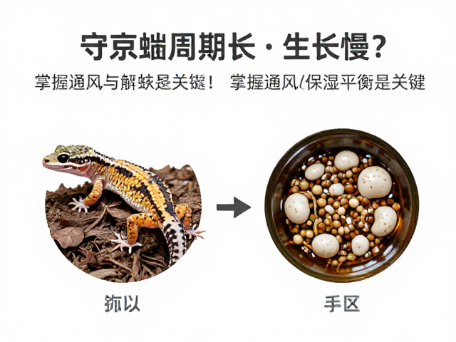 守宫蜕皮周期长、生长慢?掌握通风与保湿平衡是关键