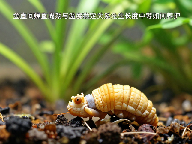 金直间蜕皮周期与温度稳定关系,生长速度中等如何养护