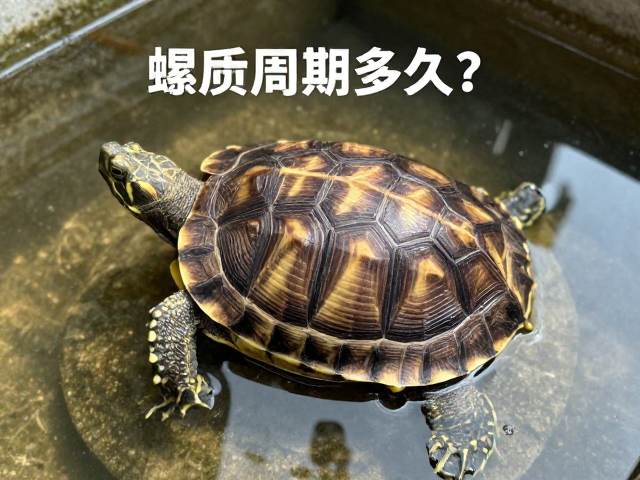 龟壳蜕皮周期多久?提供水源,避光直射,加速恢复