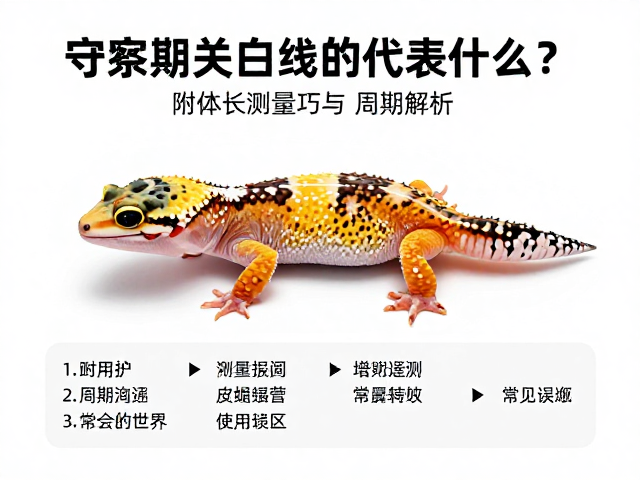 守宫蜕皮期关节白线代表什么？附体长测量技巧与周期解析