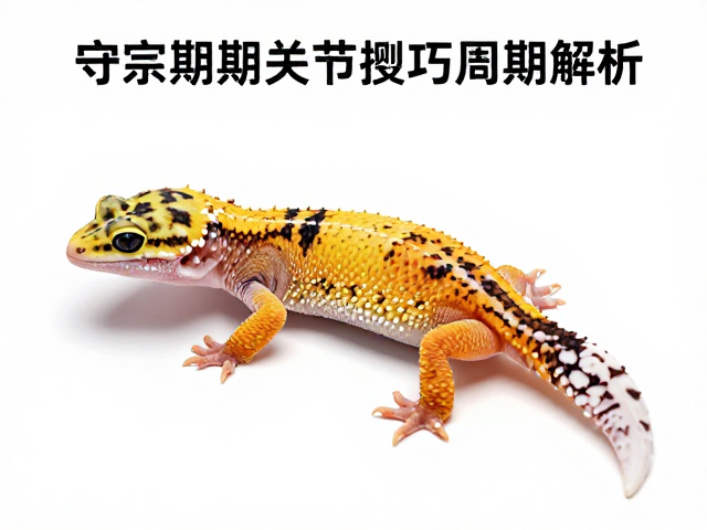 守宫蜕皮期关节白线代表什么？附体长测量技巧与周期解析