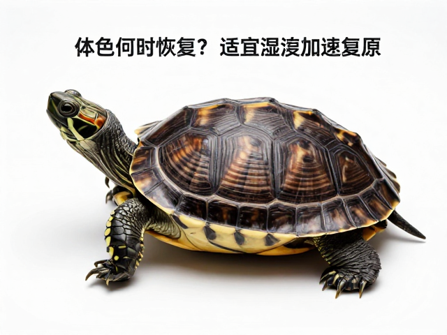 龟龟蜕皮后体色何时恢复？保持适宜湿度加速复原