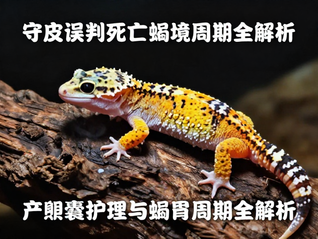 守宫蜕皮期误判死亡？产卵囊护理与蜕皮周期全解析