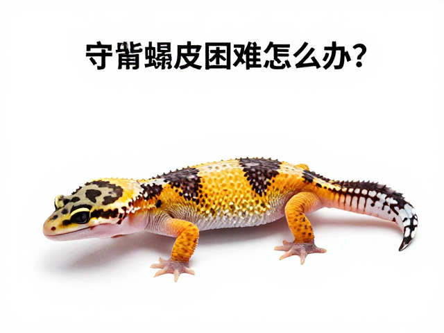 守宫蜕皮困难怎么办？腹部斑纹清晰可见，揭秘蜕皮周期与急救法