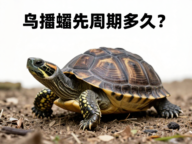 乌龟蜕皮周期多久?出现安静少动、寻找隐蔽处是正常现象吗