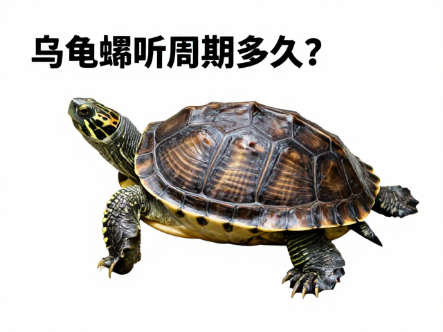 乌龟蜕皮周期多久?误判为死亡?适量饮水维持代谢是关键