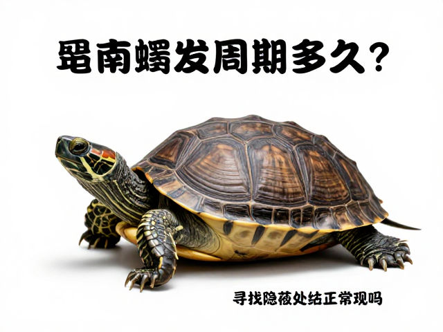 乌龟蜕皮周期多久?出现安静少动、寻找隐蔽处是正常现象吗