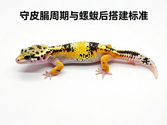 守宫蜕皮周期与蜕皮室搭建标准，蜕皮后补食指南