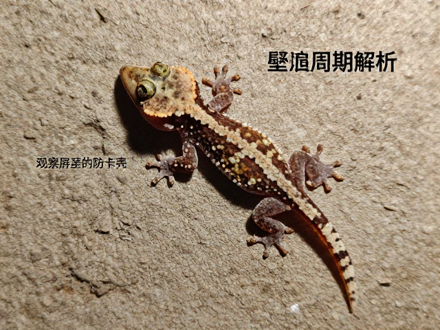 壁虎蜕皮周期解析，粗糙表面助抓附，观察肢体展开防卡壳
